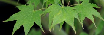 Acer palmatum Utsu semi