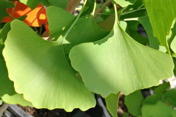 Ginkgo biloba Canopy