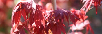 Acer palmatum Oregon Sunset