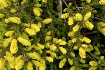Picea abies Perry's Golden (Perry's Gold)