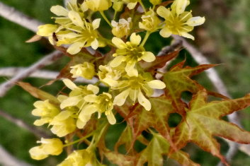 Acer truncatum Shantung