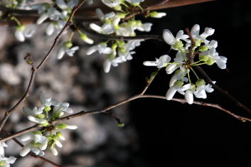 Cercis chinensis Shirobana