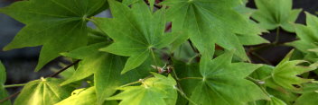 Acer palmatum Moonshadow