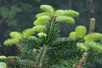 Abies fraseri Prostrada