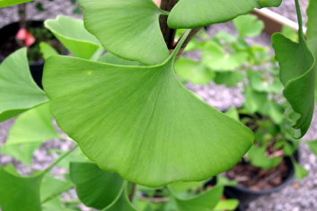 Ginkgo biloba Layin' Low