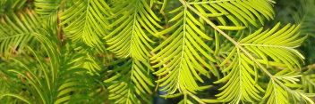 z Metasequoia glyptostroboides Bizzarger