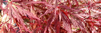 Acer palmatum Red Dragon