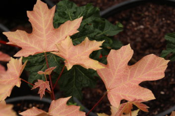 Acer macrophyllum Mocha Rose