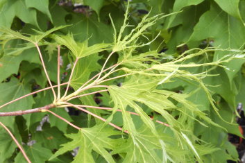 Acer saccharum Born's Graciosa