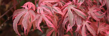 Acer palmatum Shirazz