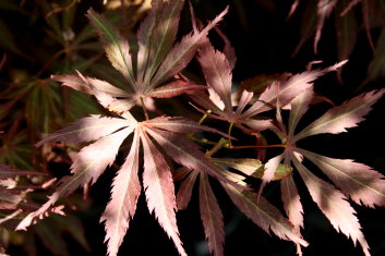 Acer palmatum JJ