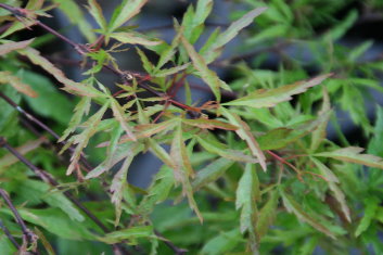 Acer palmatum Garyu