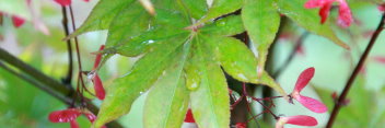 Acer palmatum Omato
