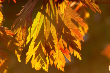 Acer japonicum Aconitifolium