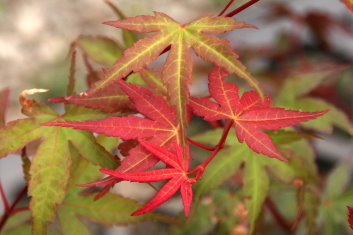 Acer palmatum Phoenix