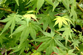 Acer palmatum Oranges and Lemons