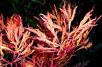 Acer japonicum Fairy Lights