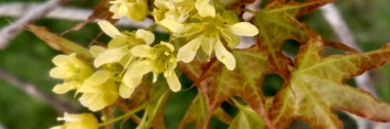 Acer truncatum Shantung