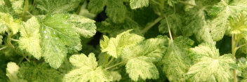 z Ribes sanguineum Variegata (Gooseberry)