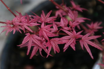 Acer palmatum Beni kosode