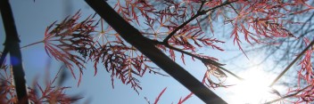 Acer palmatum Red Feathers