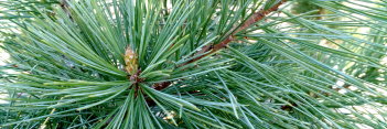 z Conifer Pinus flexilis Cesarini Blue