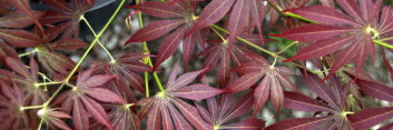 Acer palmatum Oshu shidare