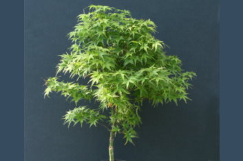 Acer palmatum Lima Gold