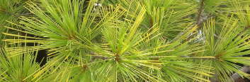 z Conifer Pinus strobus Louie