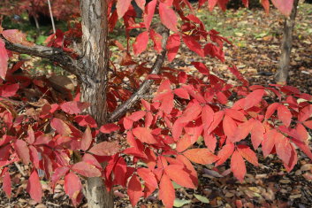 Acer triflorum