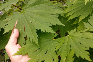 Acer japonicum Rising Sun