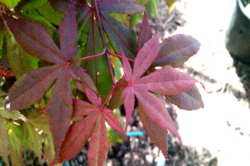 Acer palmatum Kobo shojo