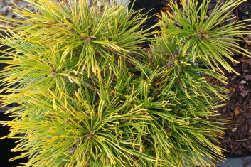 Pinus mugo Carsten's Wintergold