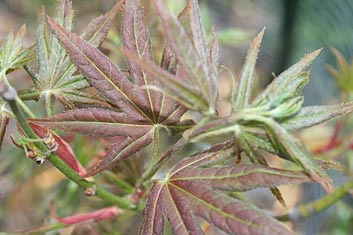 Acer palmatum Iijima sunago