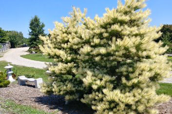 Pinus densiflora Burkes Red variegated