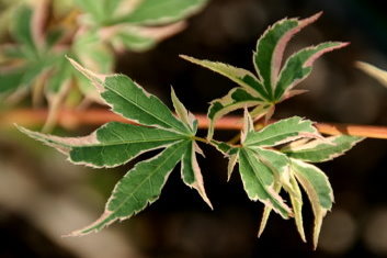 Acer palmatum Beni shichihenge