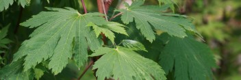 Acer japonicum Otaki