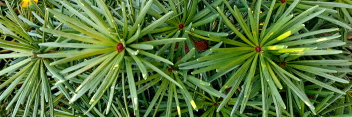 z Conifer Sciadopitys verticillata Green Star