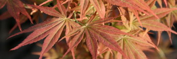 Acer palmatum Orion