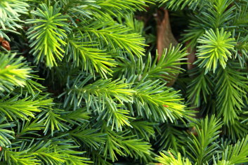 Picea omorika Tremonia