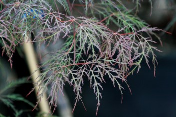 Acer palmatum Rila's Red