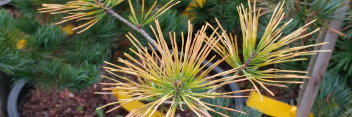 z Conifer Pinus virginiana Wate's Golden