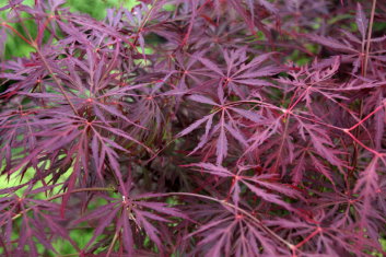 Acer palmatum Lionheart