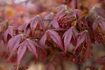 Acer palmatum Marjan