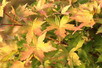 Acer palmatum Coral Pink