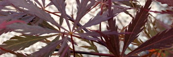 Acer palmatum Black Dragon
