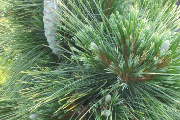 Pinus schwerinii Weithorst