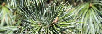 z Conifer Pinus koraiensis Morris Blue