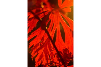 Acer japonicum Dancing Peacock (See Aconitifolium)