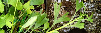 z Ginkgo biloba Broom With tubes